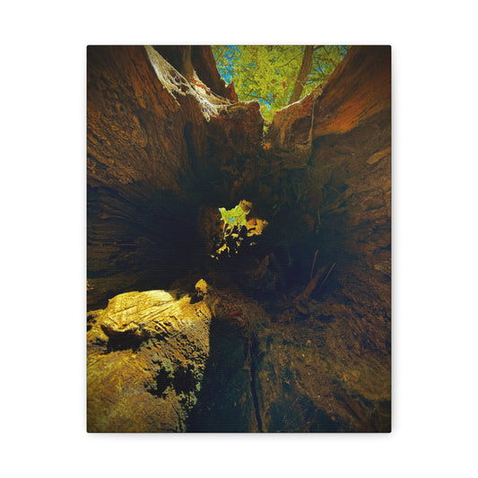Forest Hollow Canvas Print — Matte Stretched Wall Art