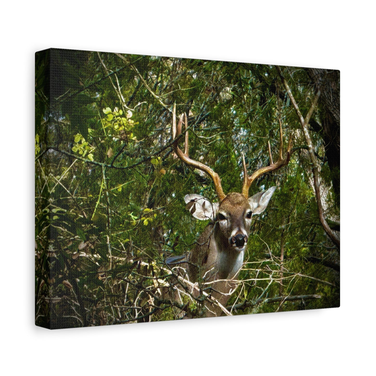 Deer in Forest Matte Canvas Wall Art — Stretched Nature Wildlife Print