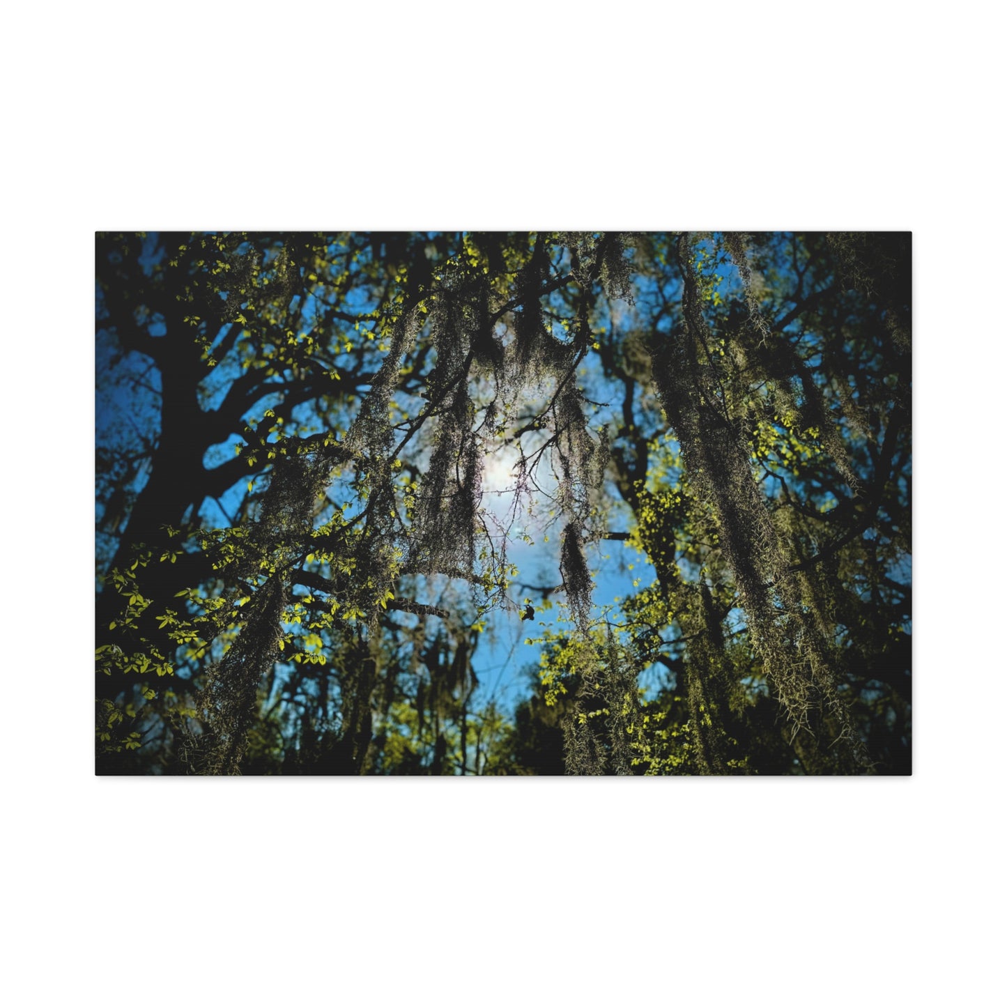 Spanish Moss Sunlight Matte Canvas Print — Stretched Wall Art (1.25")
