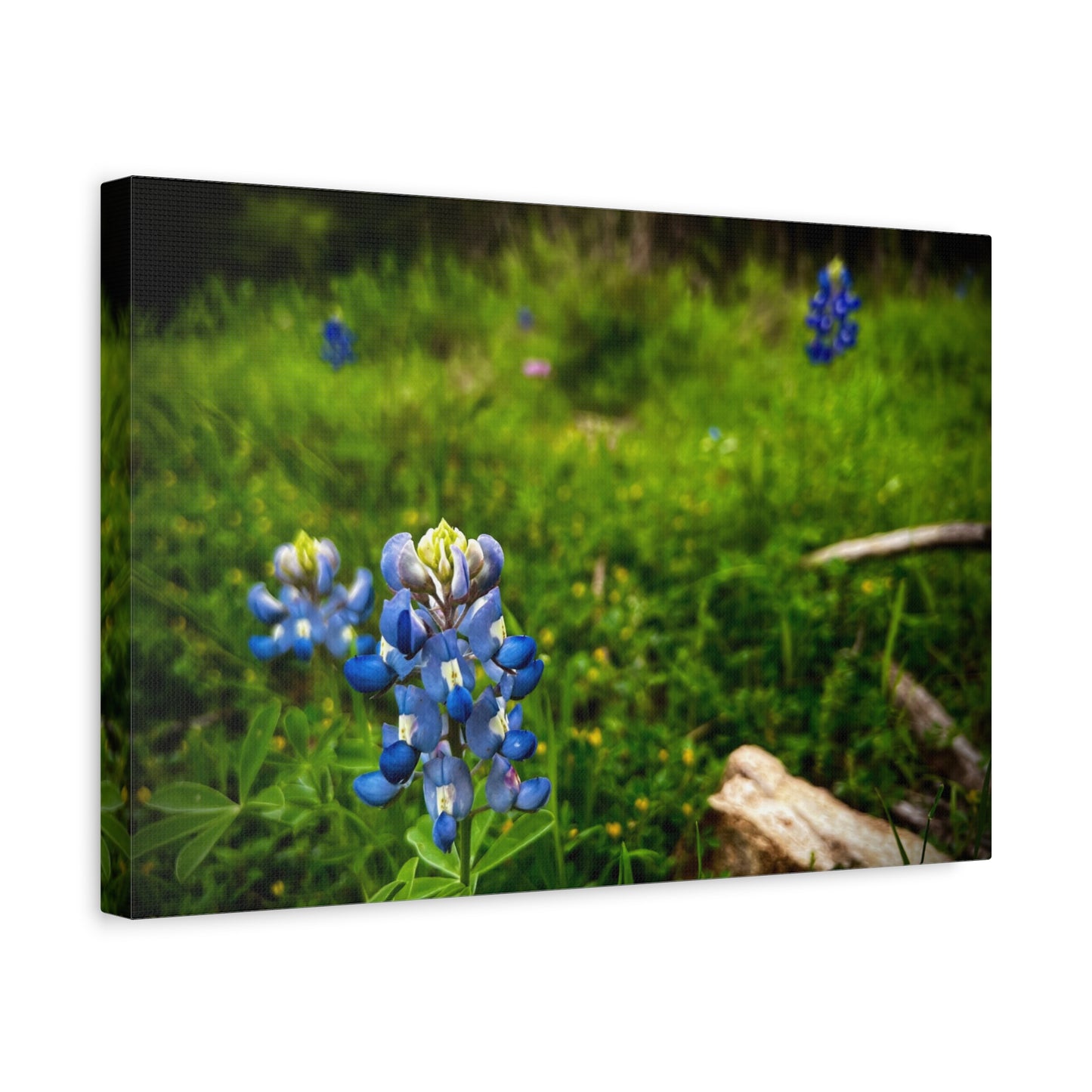 Bluebonnet Field Canvas Wall Art — Matte Stretched Floral Print