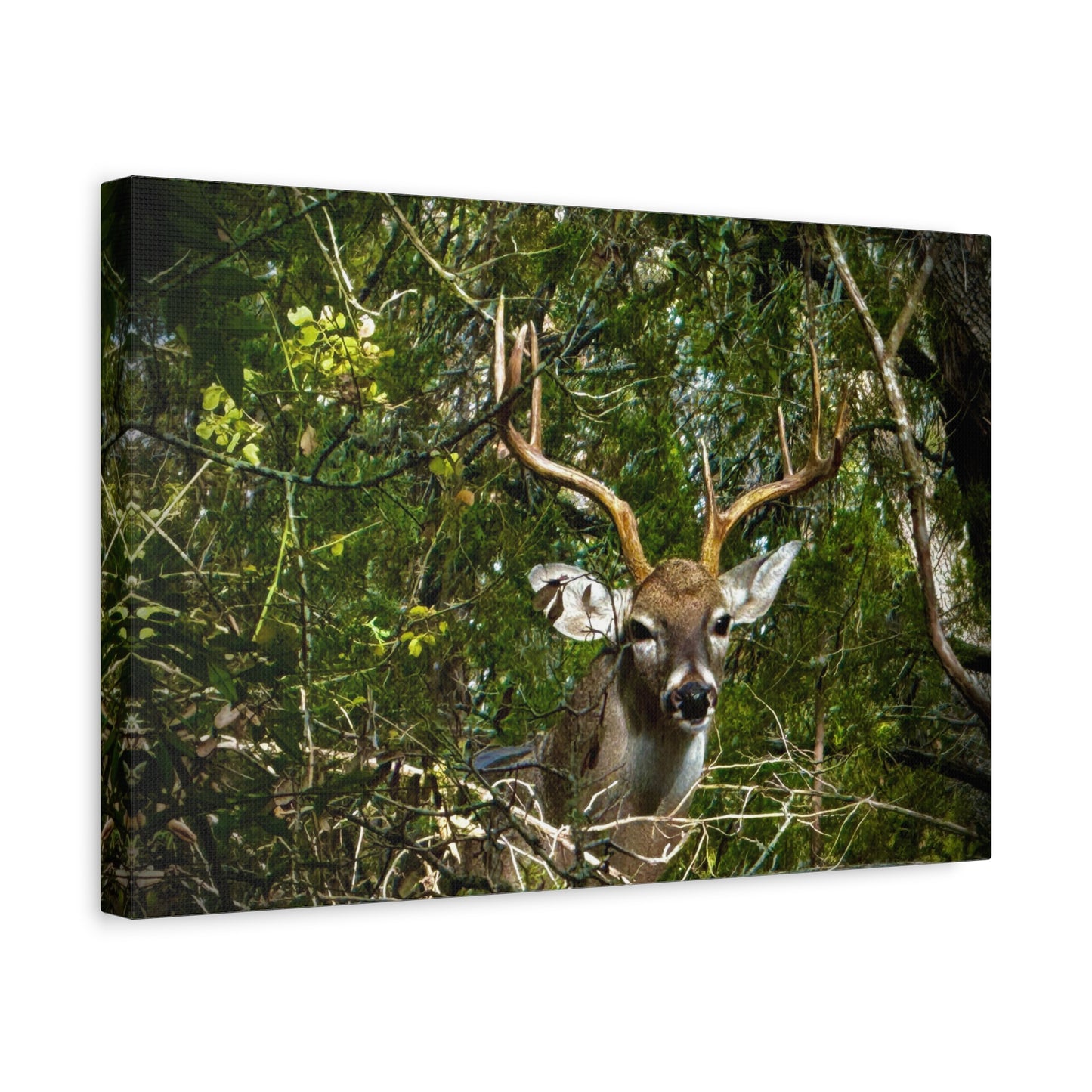 Deer in Forest Matte Canvas Wall Art — Stretched Nature Wildlife Print