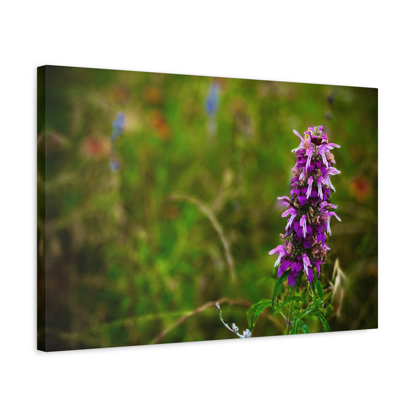 Wildflower Canvas Print — Purple Meadow Floral Wall Art (Matte Stretched)