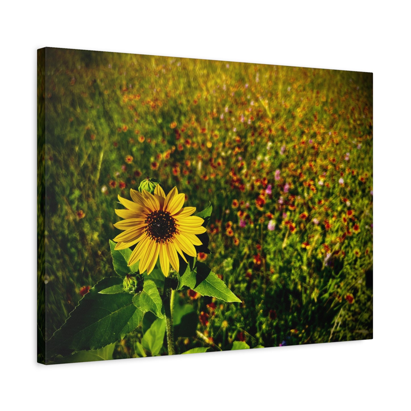 Lone Sunflower In Indian Blanket Field Matte Canvas, Stretched, 1.25"
