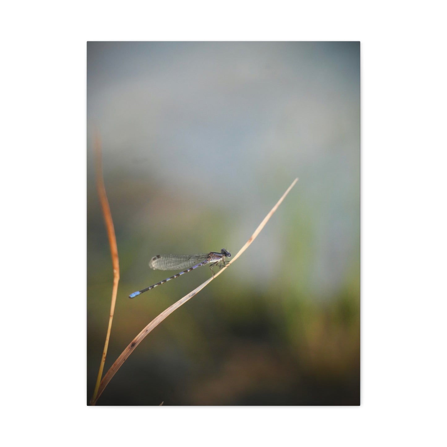 Dragonfly Meadow Matte Canvas Print – Stretched Wall Art
