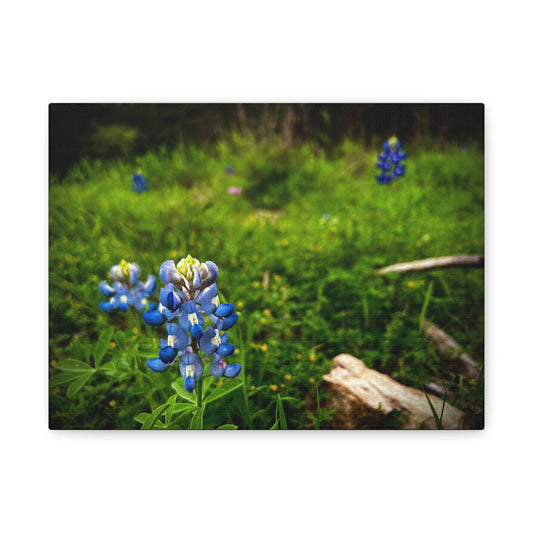 Bluebonnet Field Canvas Wall Art — Matte Stretched Floral Print