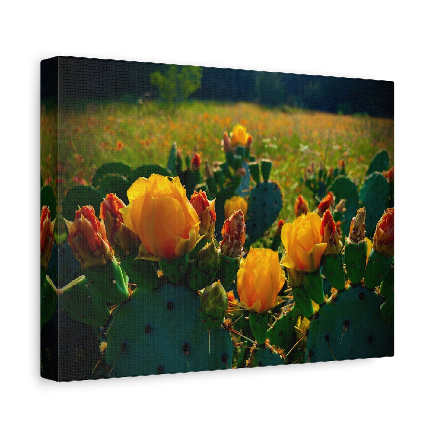 Prickly Pear Cactus Bloom Matte Canvas Print — Stretched Wall Art