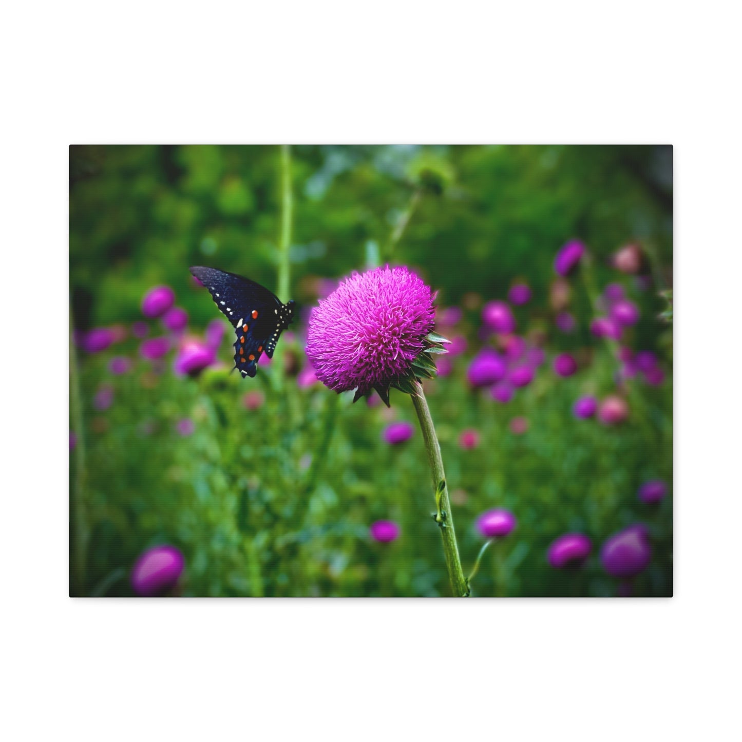 Butterfly on Pink Thistle Canvas Print — Floral Nature Wall Art