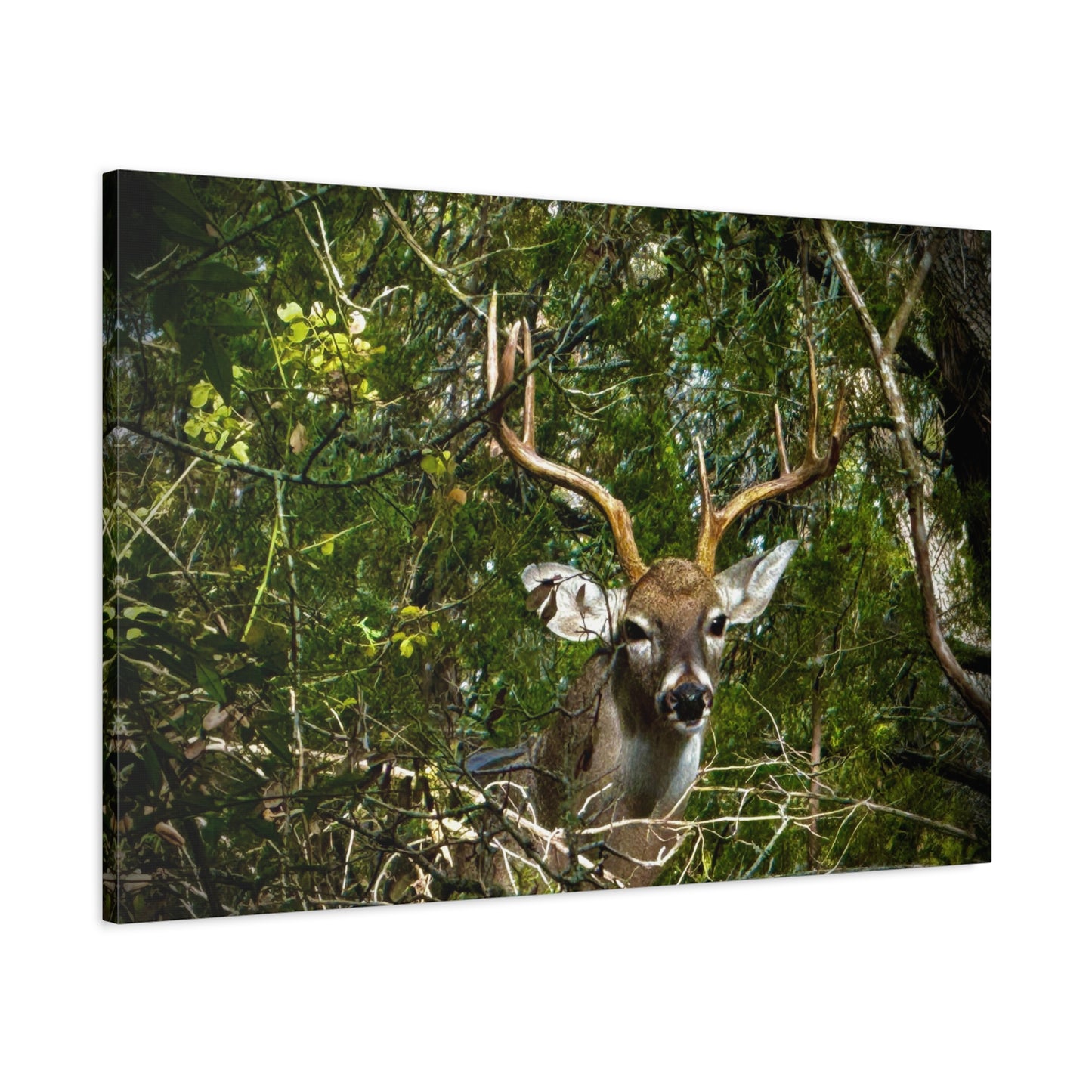 Deer in Forest Matte Canvas Wall Art — Stretched Nature Wildlife Print