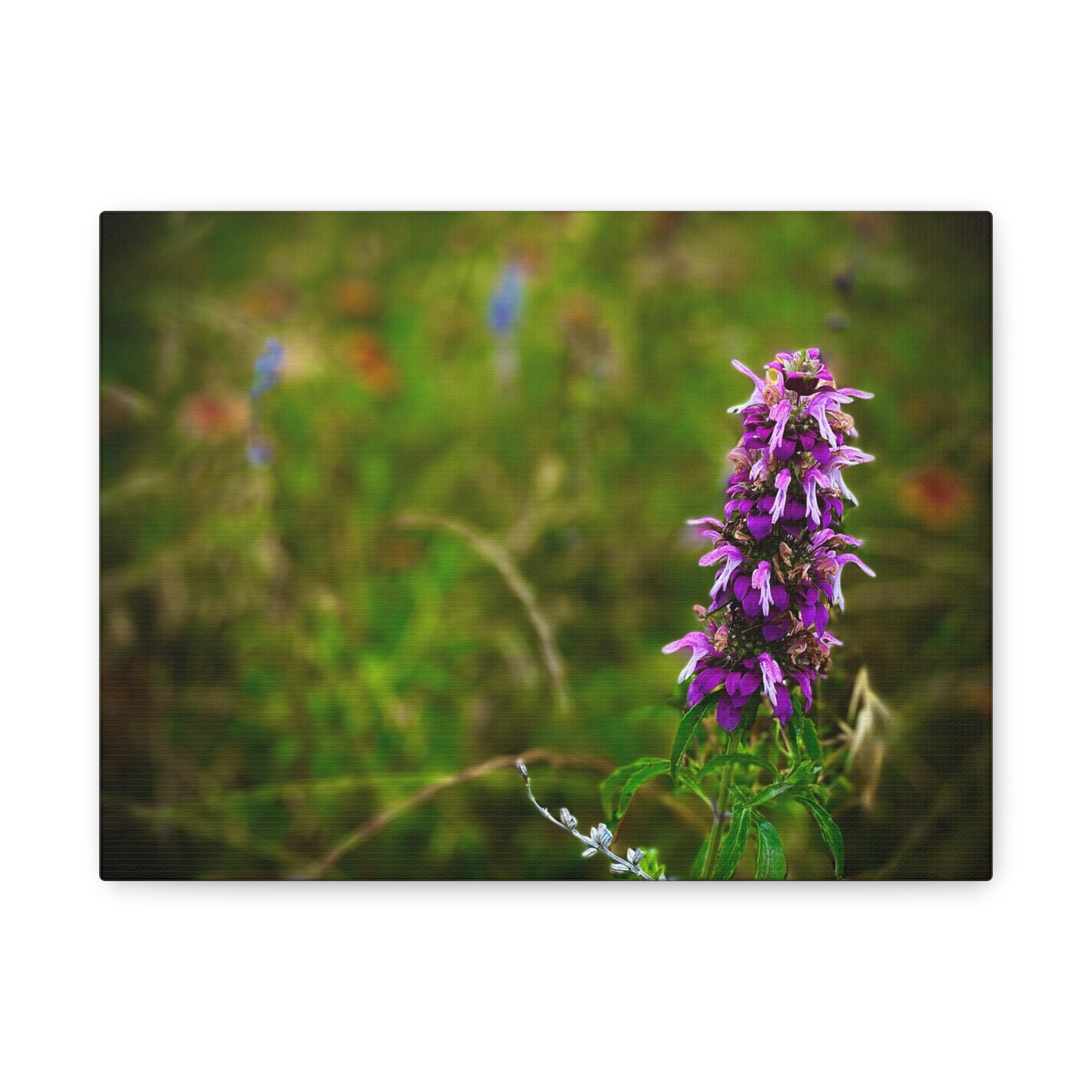 Wildflower Canvas Print — Purple Meadow Floral Wall Art (Matte Stretched)