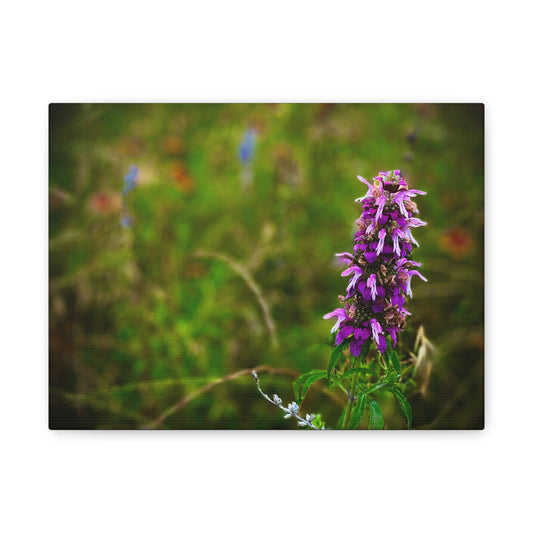 Wildflower Canvas Print — Purple Meadow Floral Wall Art (Matte Stretched)