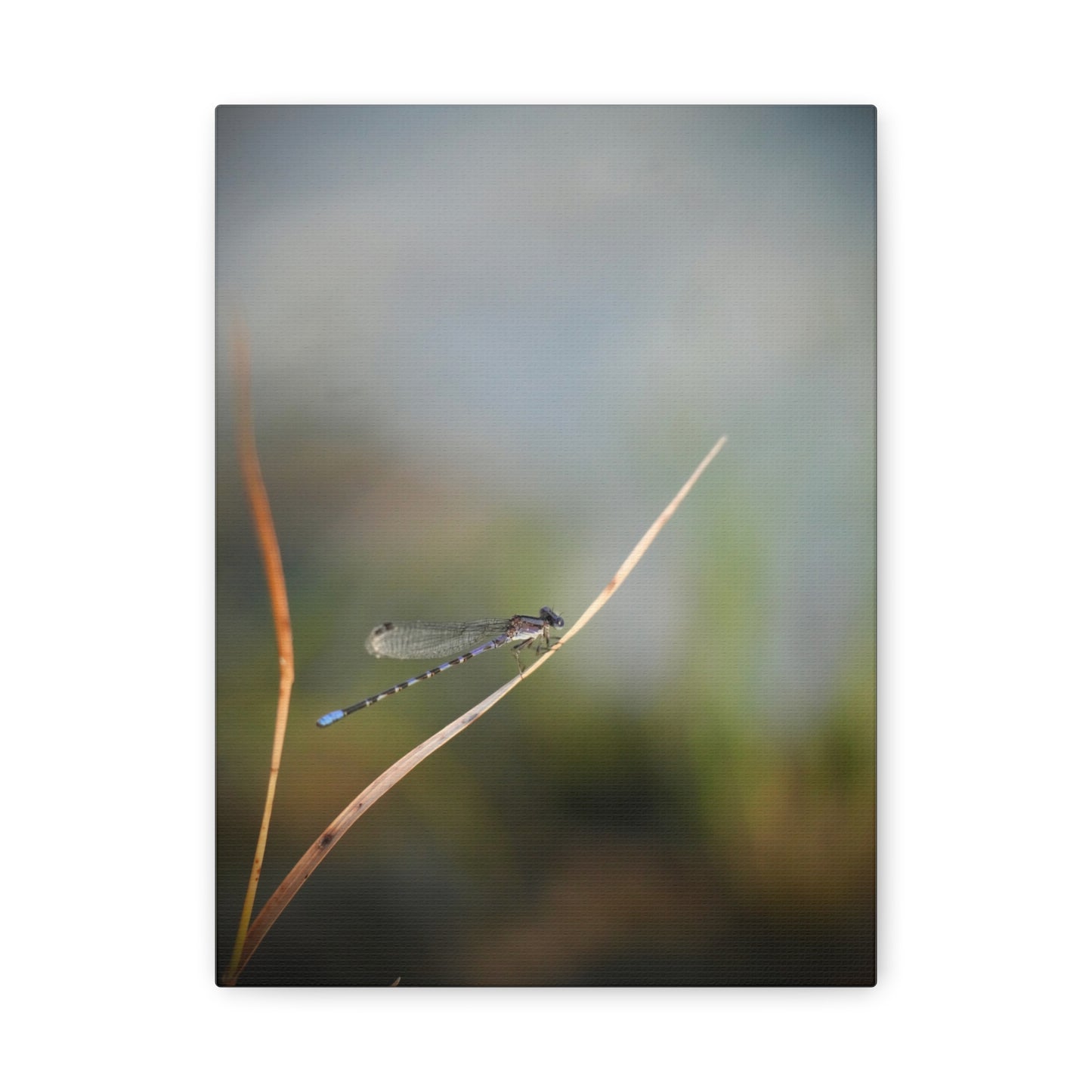 Dragonfly Meadow Matte Canvas Print – Stretched Wall Art