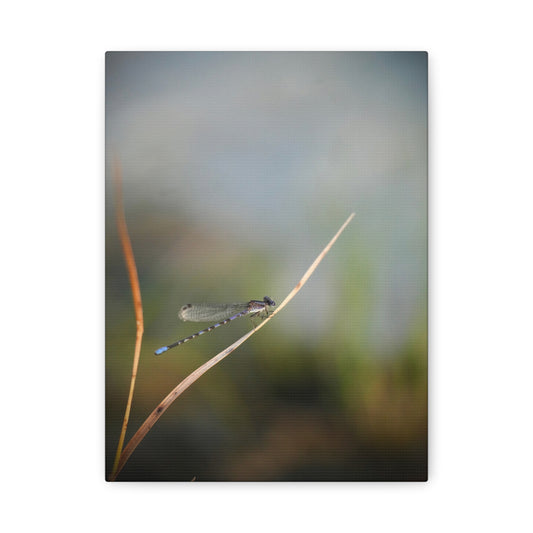 Dragonfly Meadow Matte Canvas Print – Stretched Wall Art