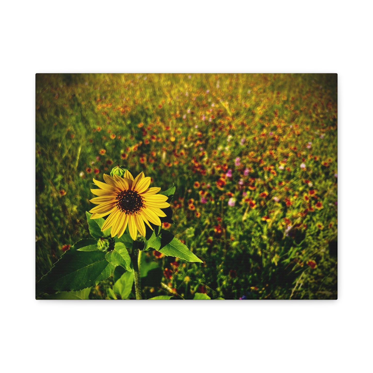 Lone Sunflower In Indian Blanket Field Matte Canvas, Stretched, 1.25"