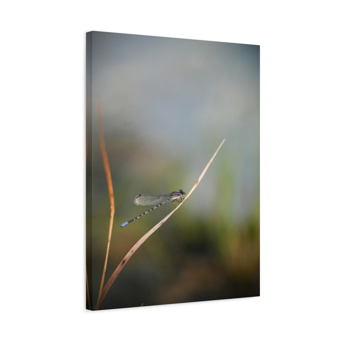 Dragonfly Meadow Matte Canvas Print – Stretched Wall Art