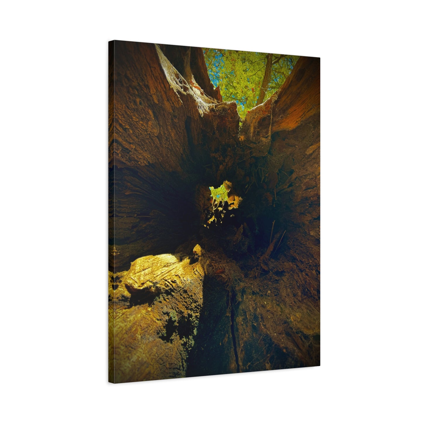 Forest Hollow Canvas Print — Matte Stretched Wall Art