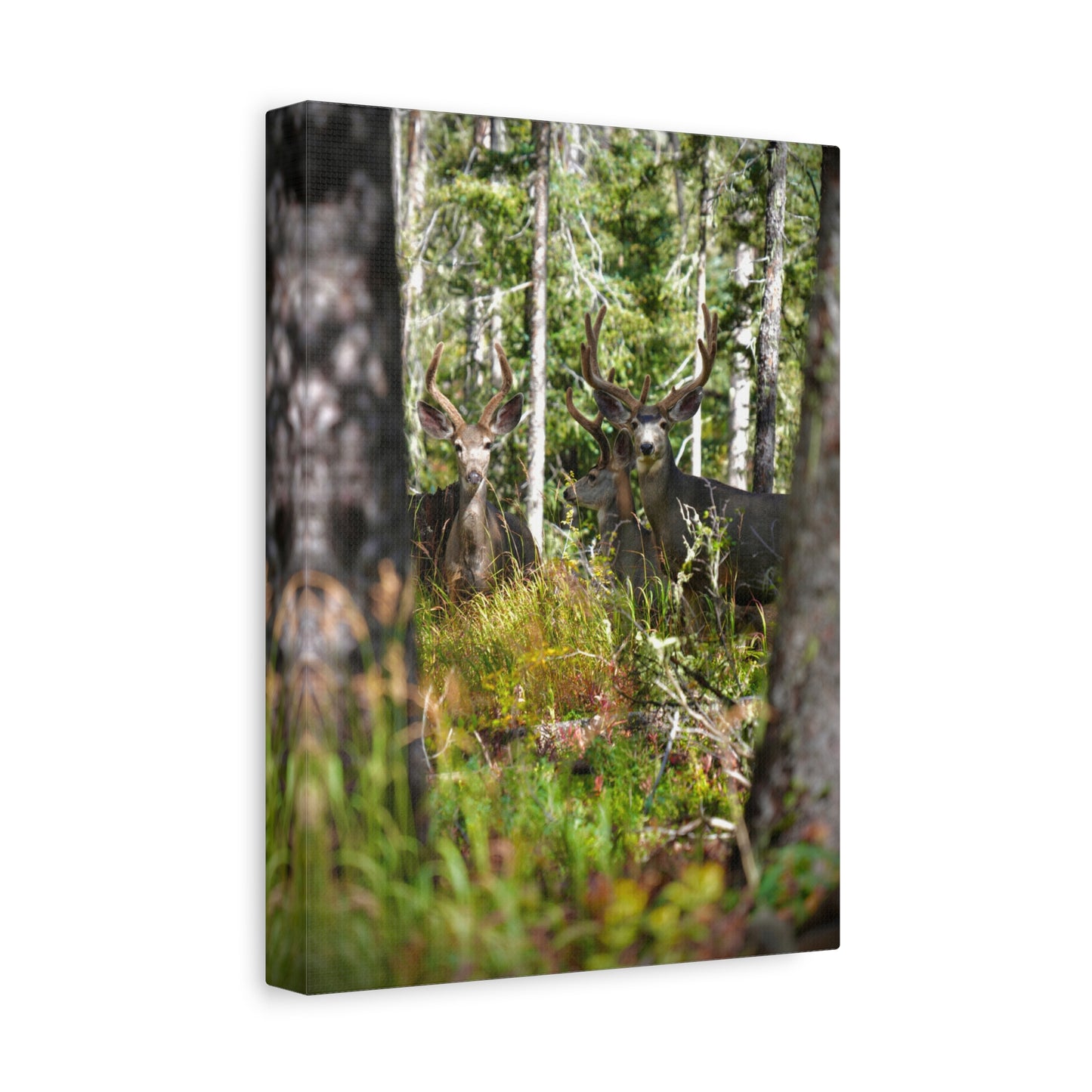 Deer in Forest Matte Canvas Print — Stretched Woodland Wildlife Wall Art