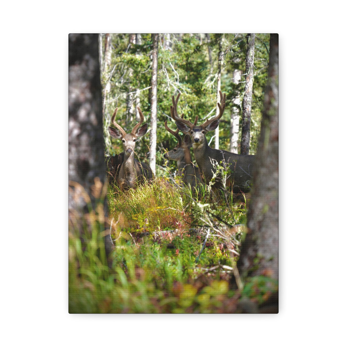 Deer in Forest Matte Canvas Print — Stretched Woodland Wildlife Wall Art
