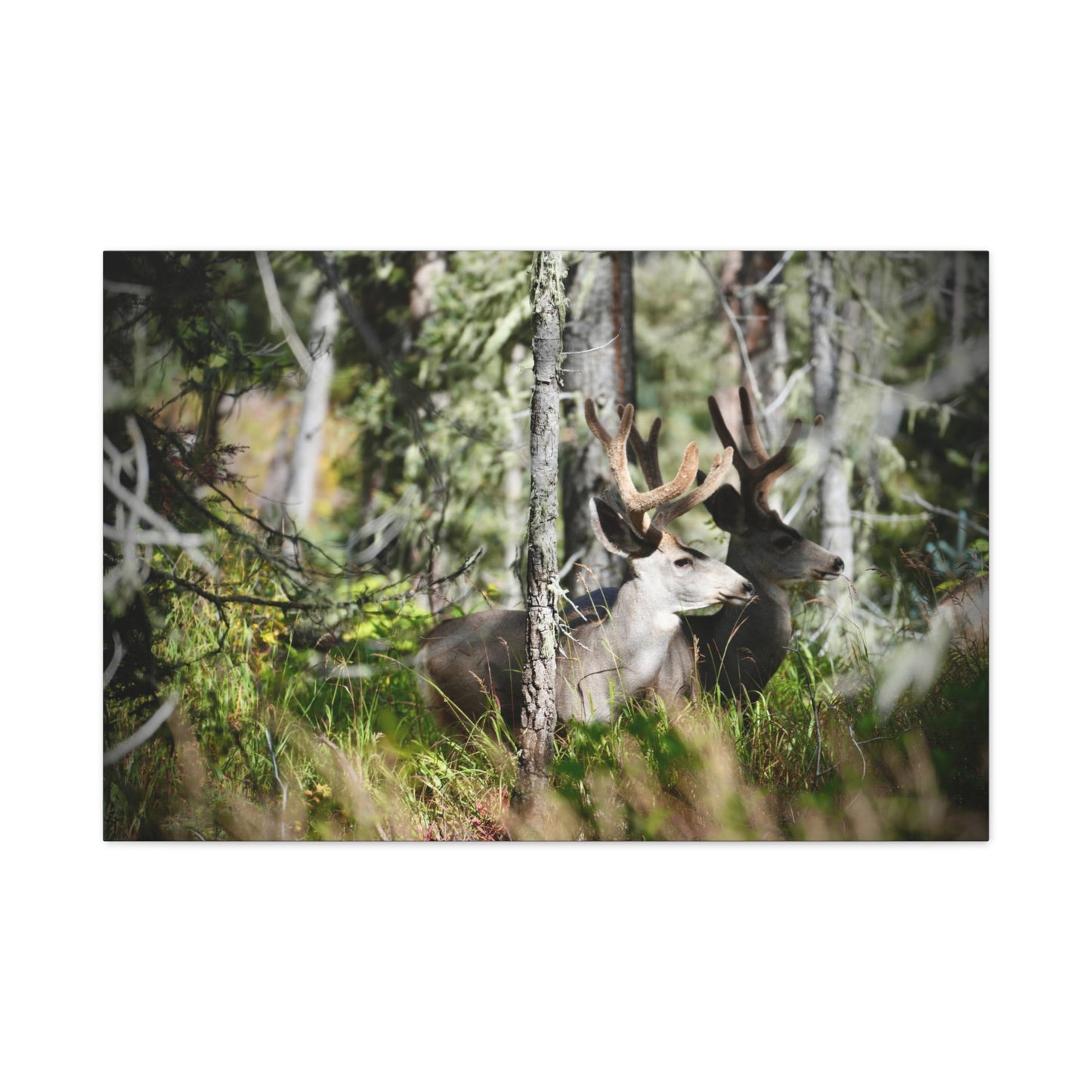 Deer in Woodland Matte Canvas Print — Stretched 1.25"