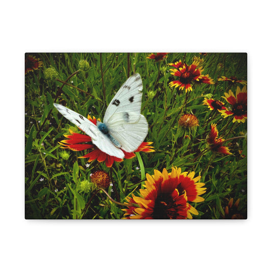 White Butterfly on Indian Blanket Wildflowers Matte Canvas Wall Art