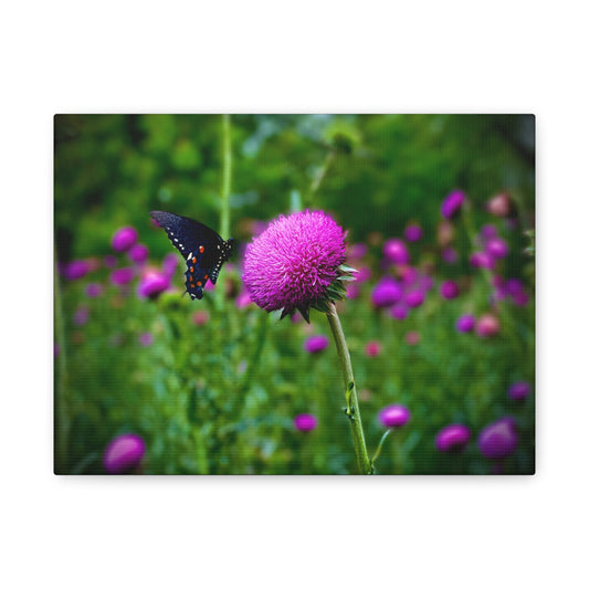Butterfly on Pink Thistle Canvas Print — Floral Nature Wall Art