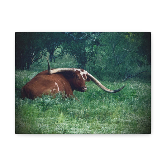Longhorn Steer Canvas Print - Rustic Texas Ranch Wall Art