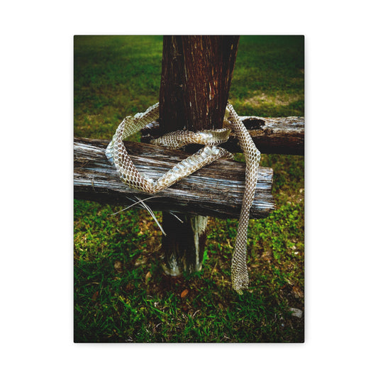 Snake Shed on Rustic Fence — Matte Stretched Canvas Wall Art