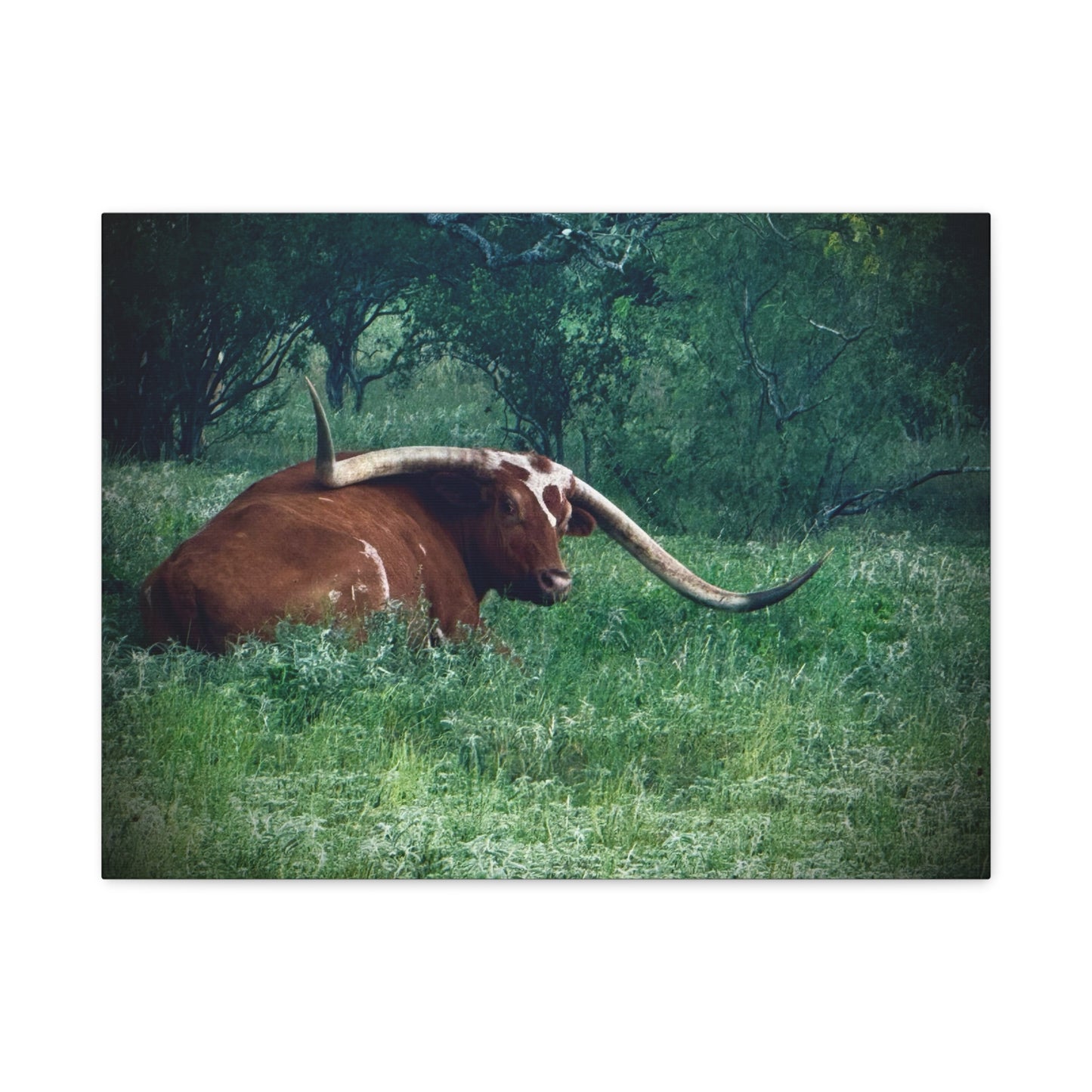 Longhorn Steer Canvas Print - Rustic Texas Ranch Wall Art