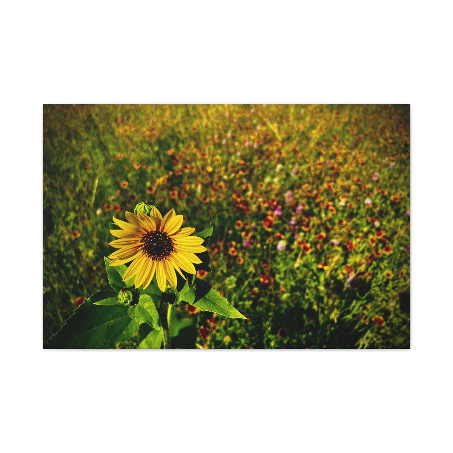 Lone Sunflower In Indian Blanket Field Matte Canvas, Stretched, 1.25"