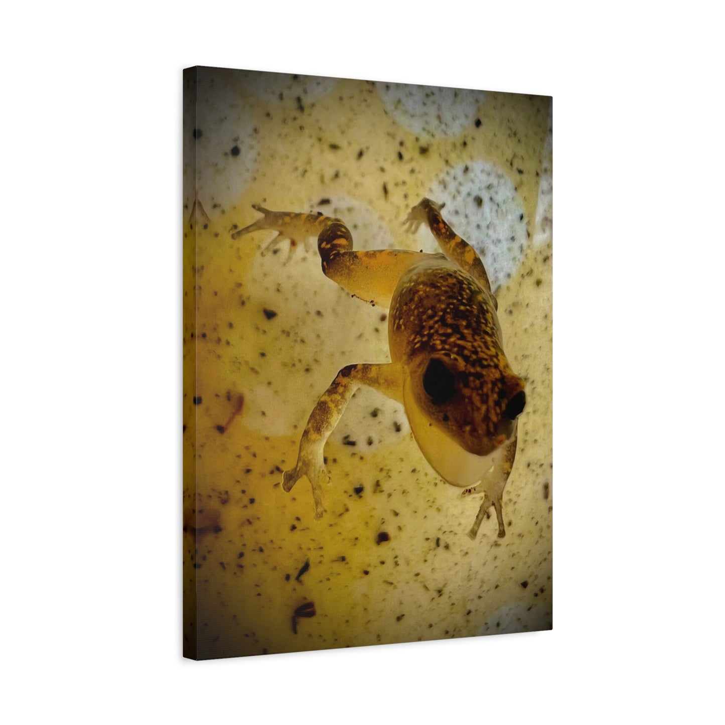 Golden Frog Canvas Wall Art — Close-Up Amphibian Photography