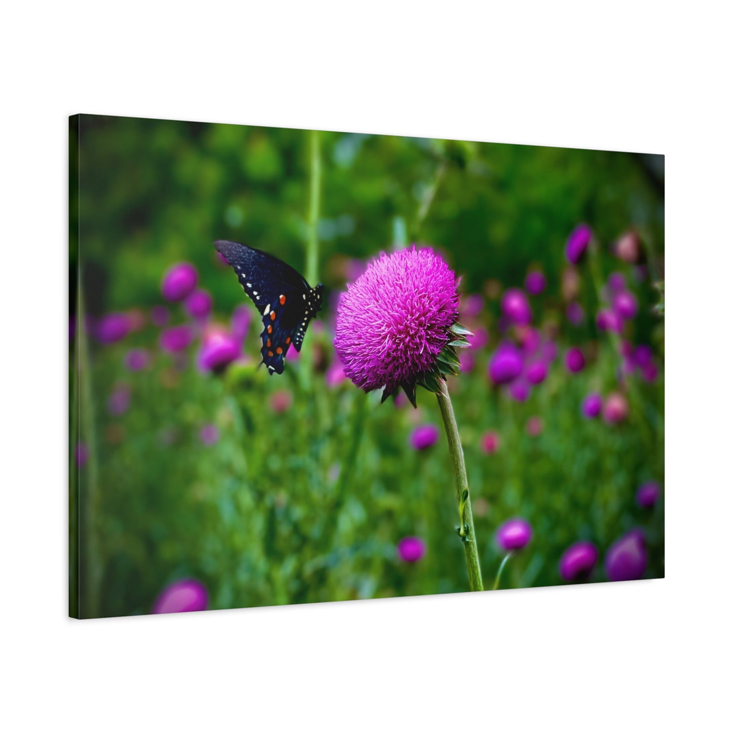 Butterfly on Pink Thistle Canvas Print — Floral Nature Wall Art