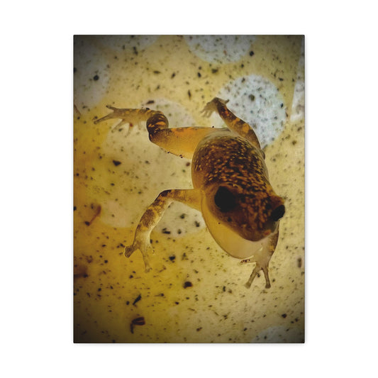 Golden Frog Canvas Wall Art — Close-Up Amphibian Photography
