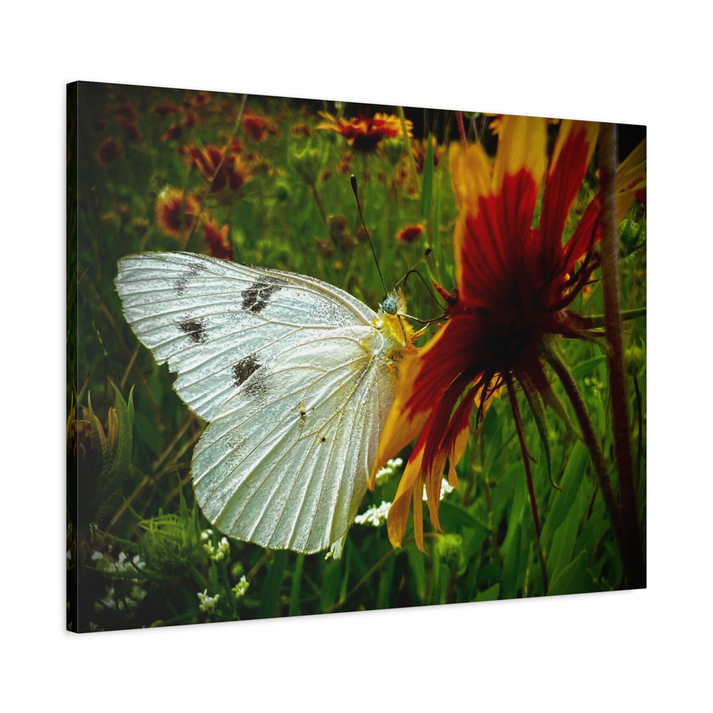 White Butterfly on Wildflower Canvas Print — Nature Wall Art, Garden Butterfly Photography