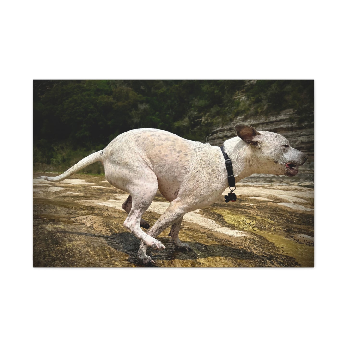 Running Dog Canvas Wall Art – Matte Stretched Pet Photo Print