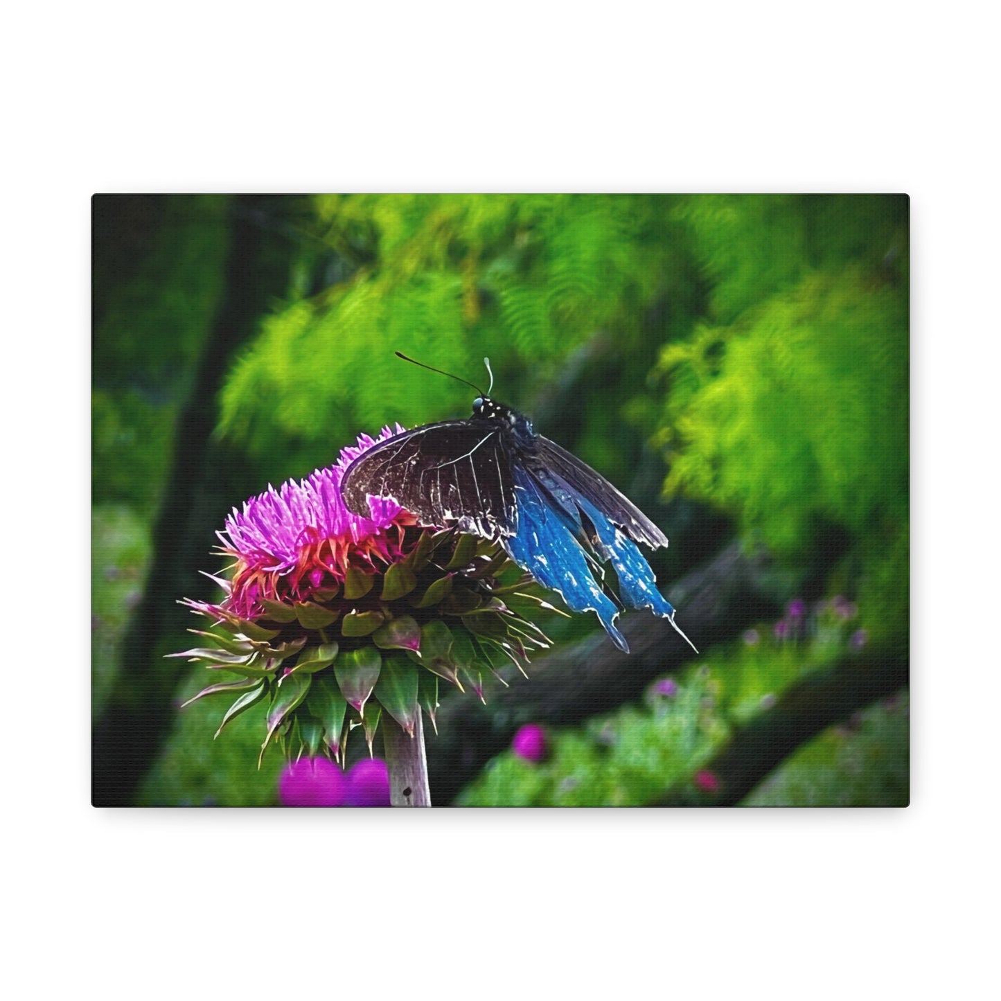 Blue Swallowtail on Thistle — Matte Stretched Canvas Wall Art