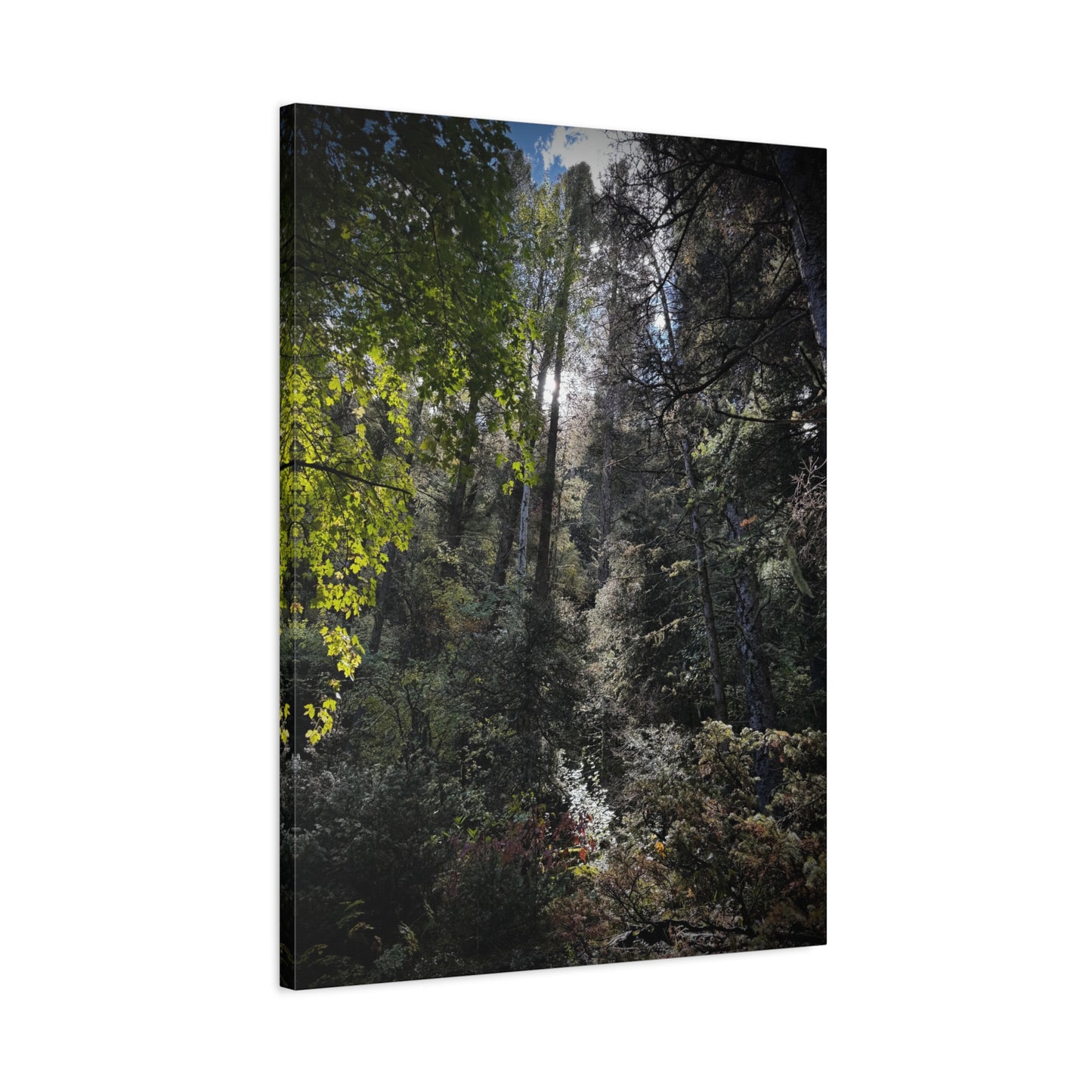 Forest Light Matte Canvas Print — Sunlit Woodland Wall Art (Stretched 1.25")