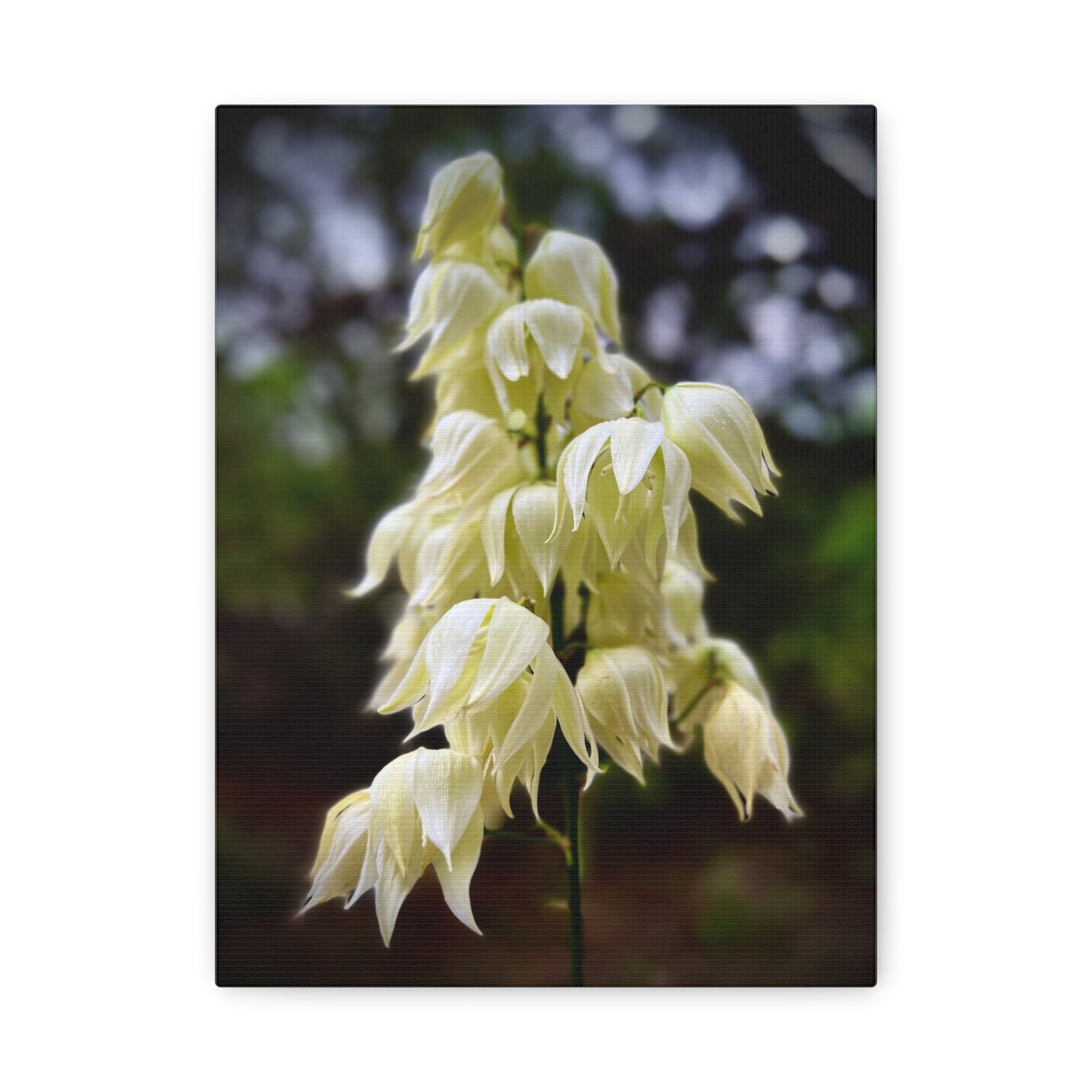 White Yucca Blossom Matte Canvas Wall Art — Stretched Floral Photography Print