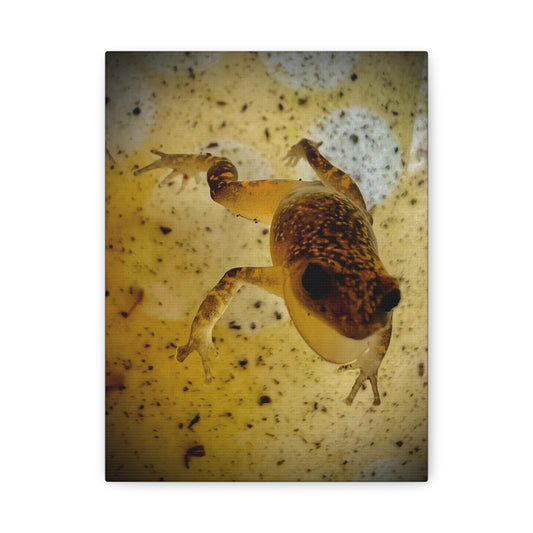 Golden Frog Canvas Wall Art — Close-Up Amphibian Photography
