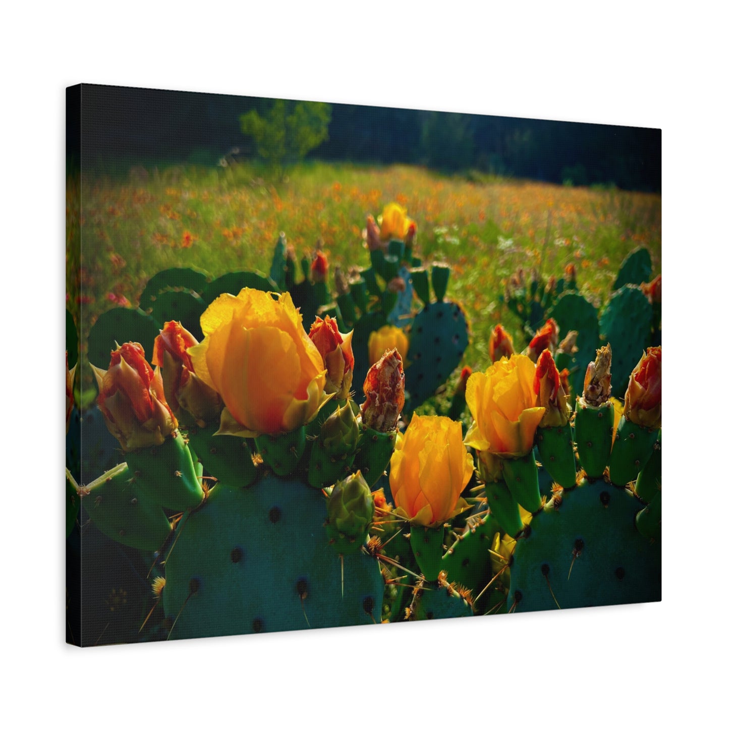 Prickly Pear Cactus Bloom Matte Canvas Print — Stretched Wall Art