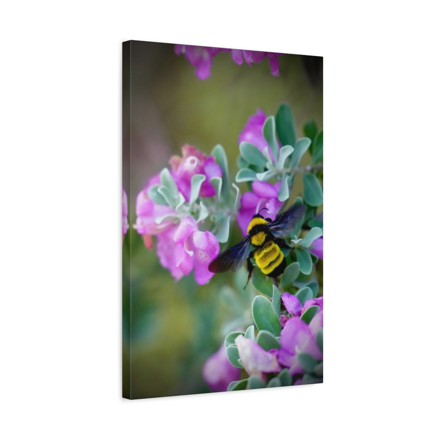 Bumblebee on Pink Flowers Matte Stretched Canvas