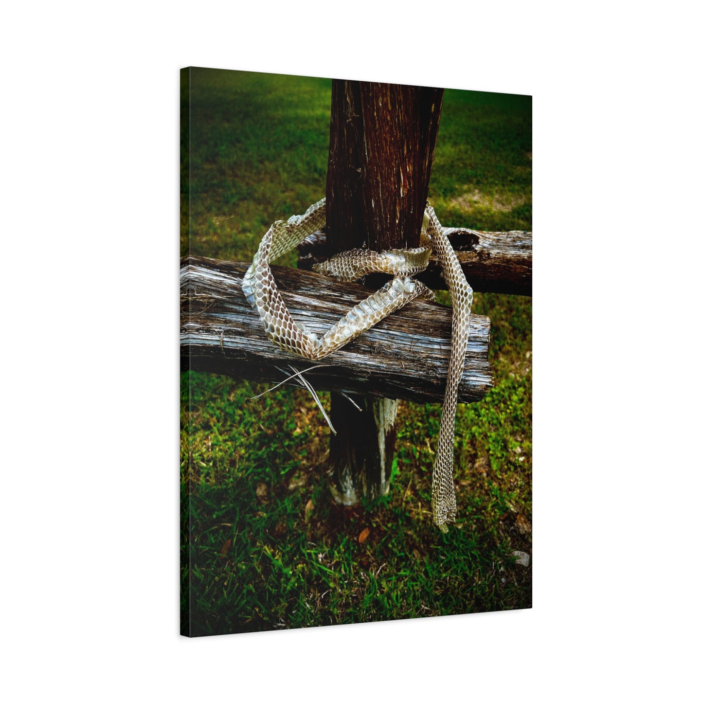 Snake Shed on Rustic Fence — Matte Stretched Canvas Wall Art