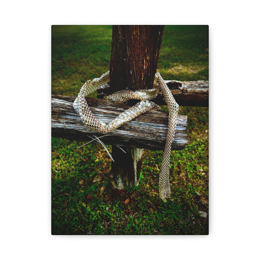 Snake Shed on Rustic Fence — Matte Stretched Canvas Wall Art
