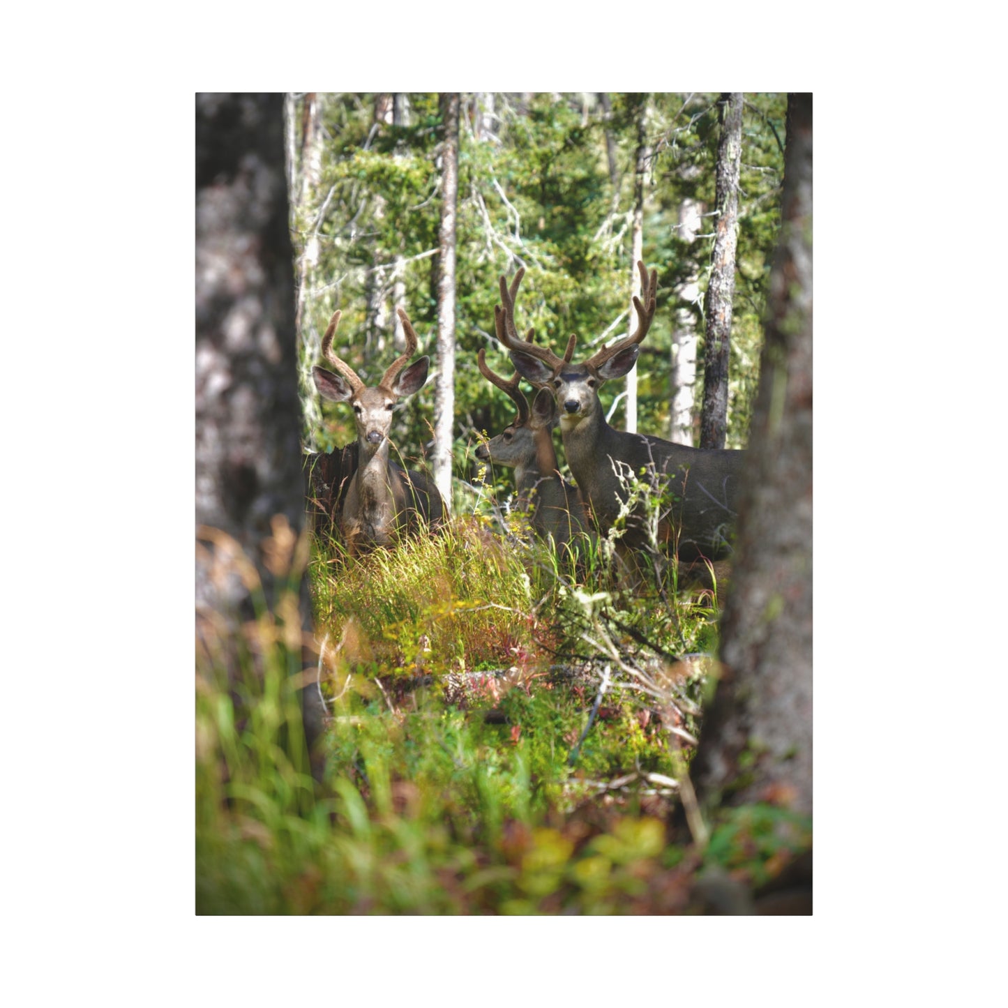 Deer in Forest Matte Canvas Print — Stretched Woodland Wildlife Wall Art