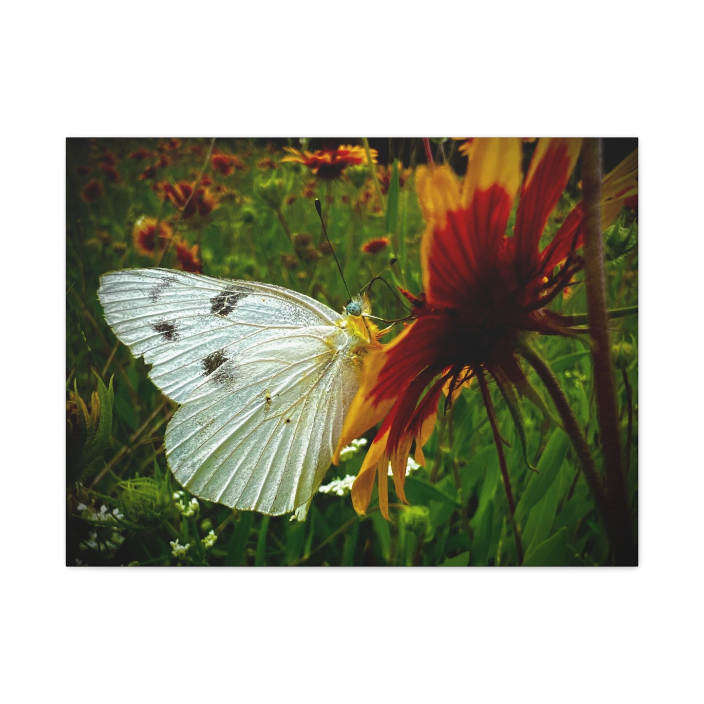 White Butterfly on Wildflower Canvas Print — Nature Wall Art, Garden Butterfly Photography